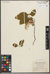 Foto von Salix pyrifolia Andersson